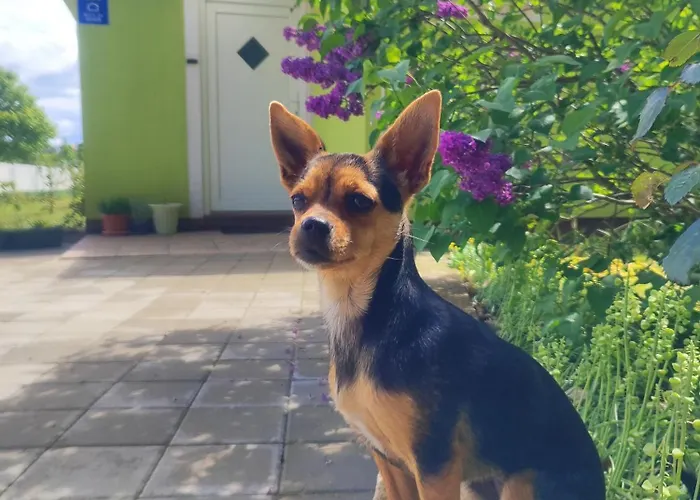 Holiday home Kuca Za Odmor Tri Sunca Pula